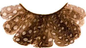 kryolan-peacock-lashes